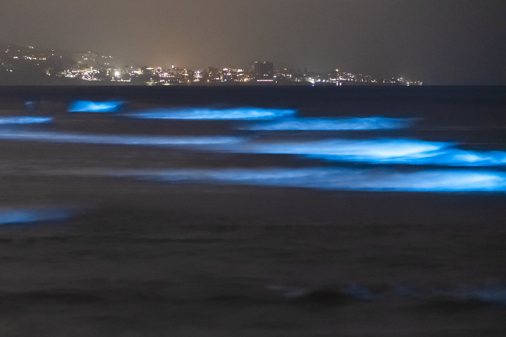 Some more photos of the bioluminescent tide at Dog Beach (Del Mar North ...