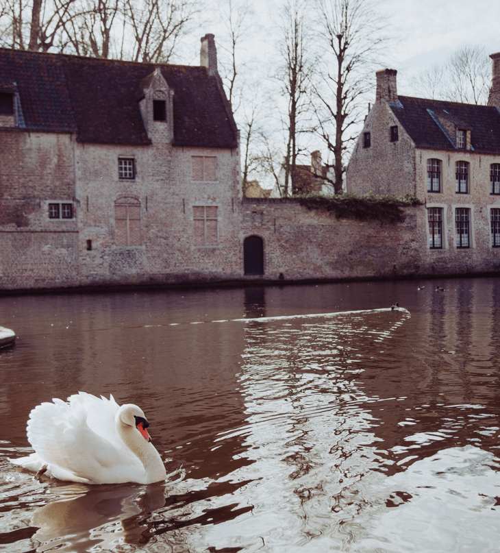 Bruges Belgium Swans