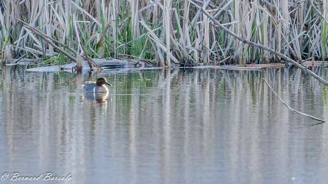 Sarcelle d'hiver - Anas crecca - Green-winged Teal