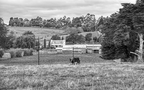 luminosity7 nikond850 launceston tasmania australia horseandhomestead horse paddocks farm covid19 covertphotosdiary bw blackandwhite monochrome