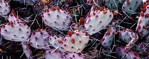 'cacto morado' a purple prickly pear cactus found in Arizona