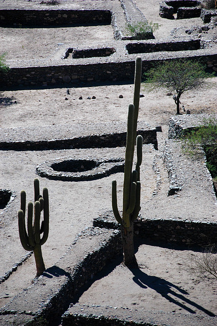 Multi-armed cacti at Quilmes ruins in Argentina