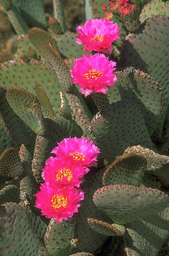 Prickly pear cactus with hot pink flowers, from Mexico