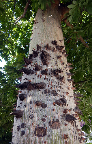 Very thorny Kapok tree in Puerto Vallarta, Mexico