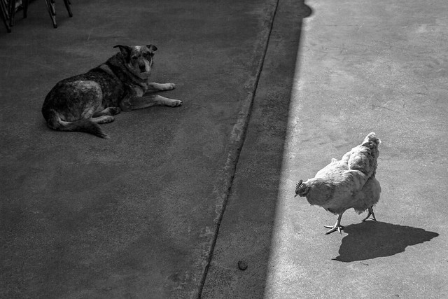 Dog and Chicken - Washington, USA