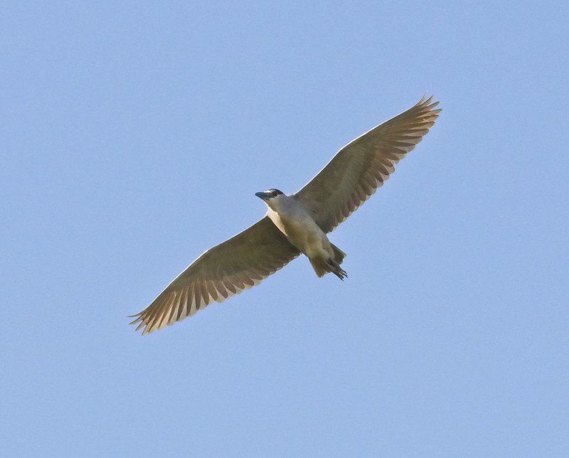 Black-crowned night heron