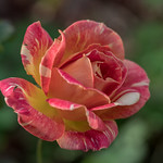 Rose My garden