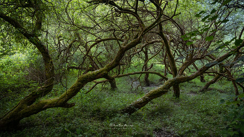 forest forests landscape landscapes wood woods cornwall nature natural green