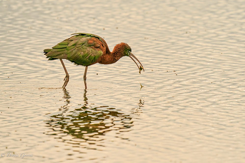 merrittisland action bird birds florida glossyibis ibis sunrise water wildlife winter