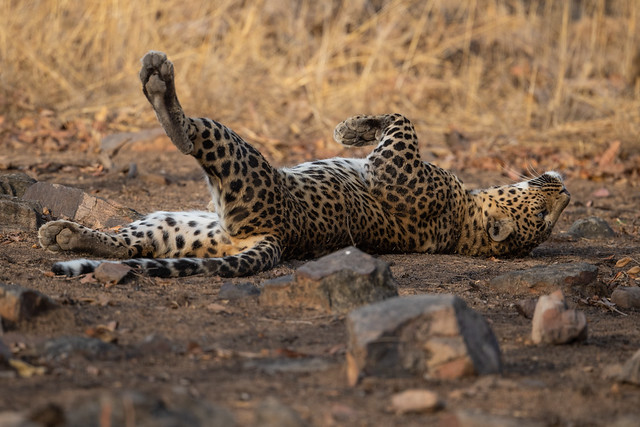 Leopard rolling over