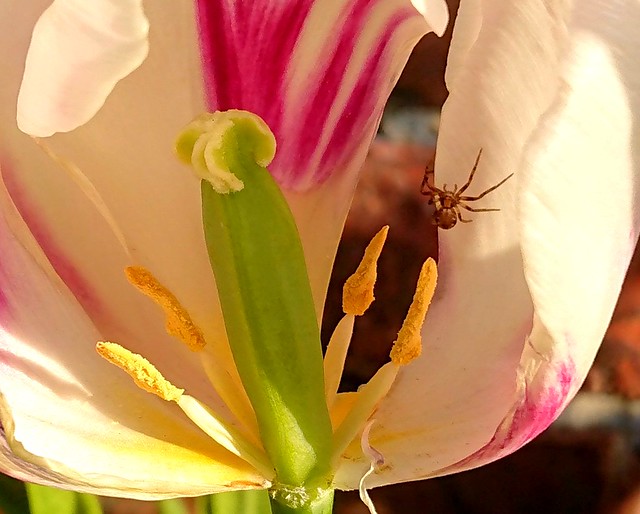 Tulip spider