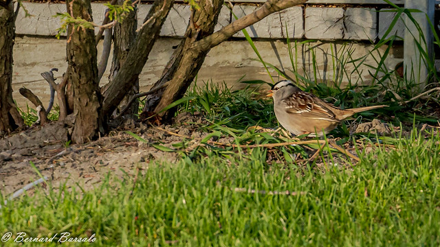 Bruant à couronne blanche - Zonotrichia leucophrys - White-crowned Sparrow