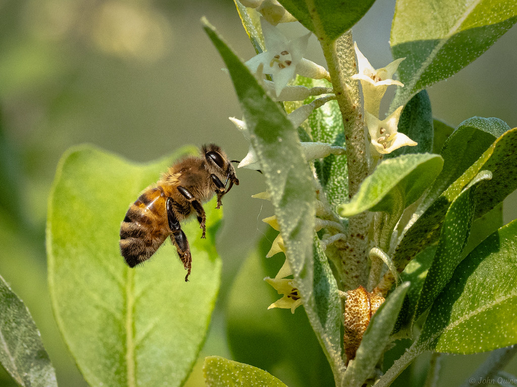 Пыльца растений собранная пчелой. Пчела собирает пыльцу. Крымская пчела. Пчела с пыльцой на лапках фото. Переносчики пыльцы.