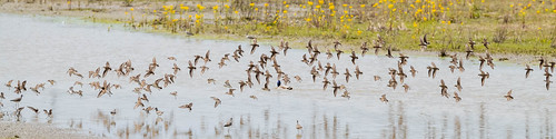 shorebird butlercounty ohio ellislakewetlands
