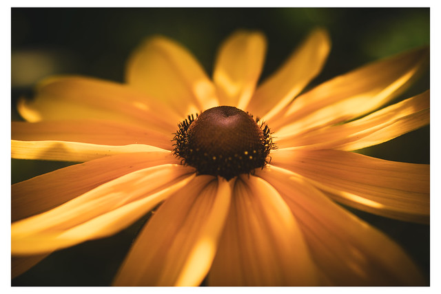 Sunned Flower - Chanticleer - Wayne PA_Web 1-E_Scaled