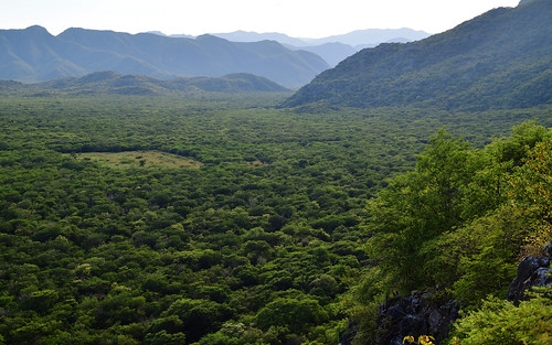 mexico desktop guiengola featured oaxaca trees forest mountain landscape