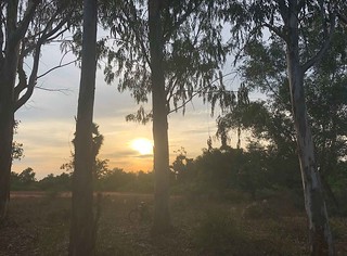 eucalyptus-sunset_6002