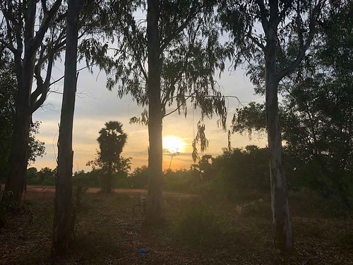 eucalyptus-sunset_6001 by Manohar_Auroville, auroville lockdown parking visitors centre vikas radial realization community bus stop busstop mahal