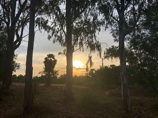 eucalyptus-sunset_6001
