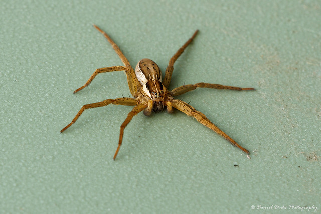 Nursery Web Spider (Dolomedes minor)