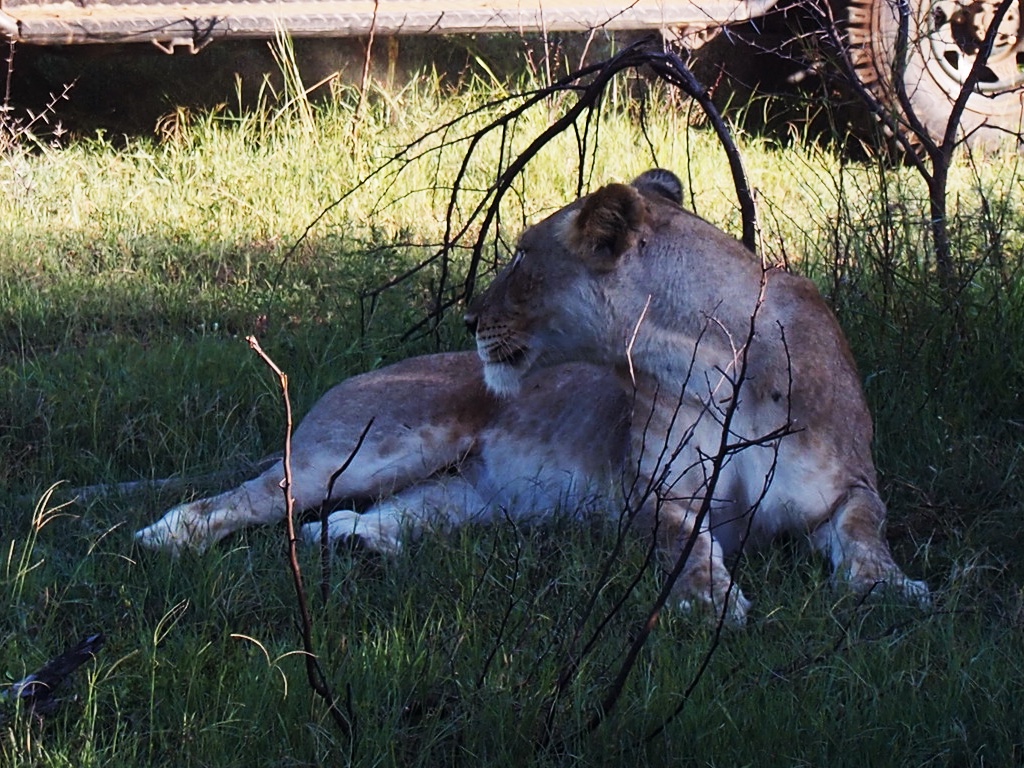Close-up of lioness lying in shade at Phinda