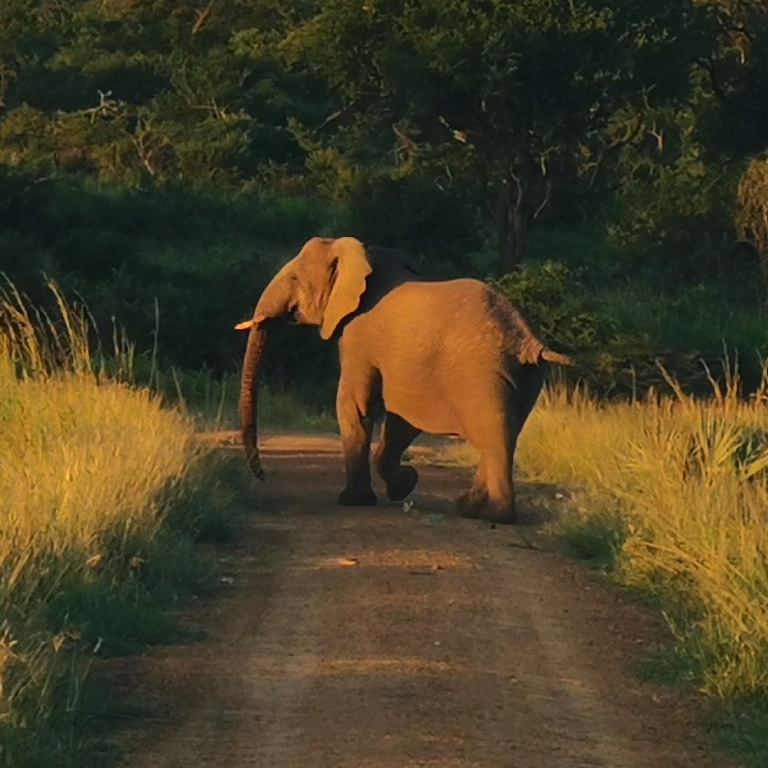 Elephant on dirt road in Phinda
