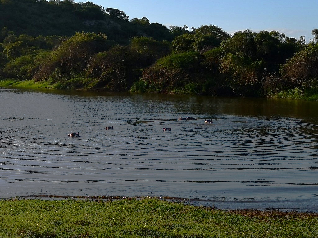 Hippopotamuses lying inside lake within Phinda Game Reserve