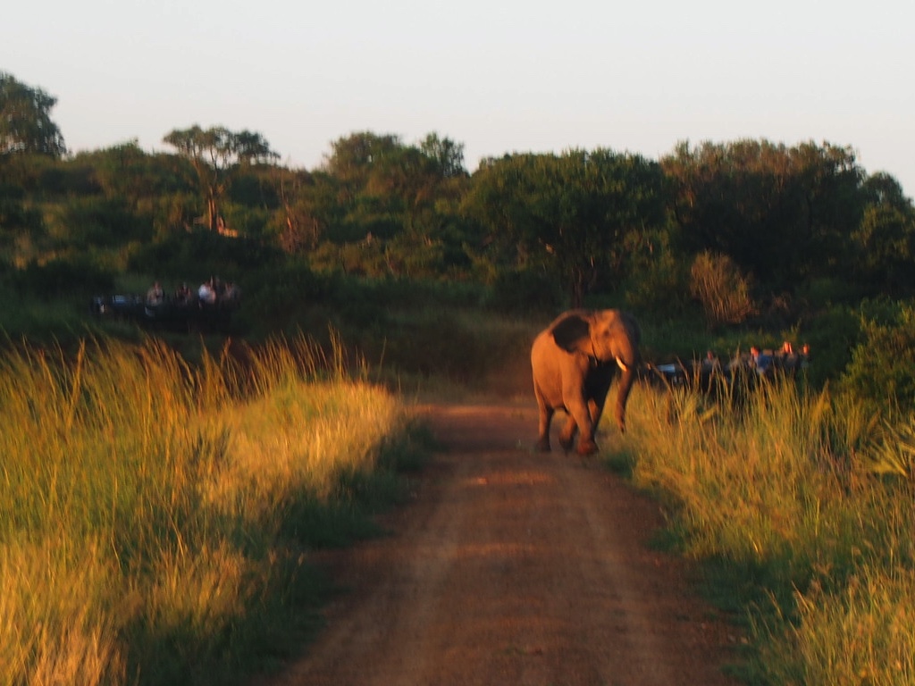 Aggressive elephant charging down dirt route in Phinda