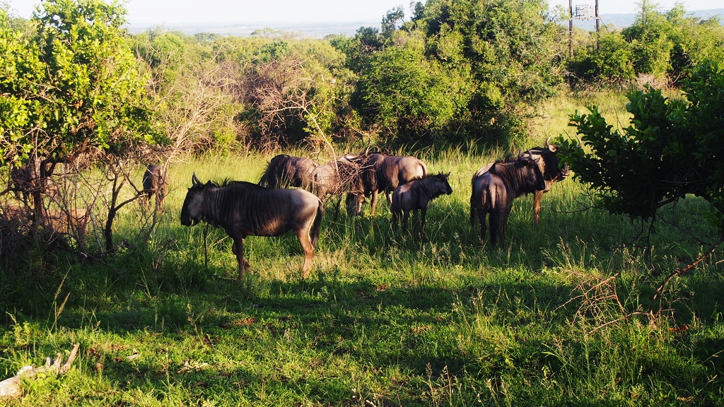 Wildebeests feeding inside Phinda Game Reserve