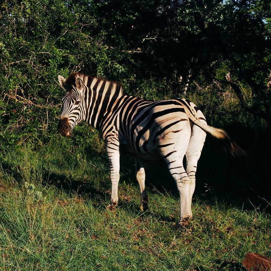 Solo zebra inside Phinda Game Reserve