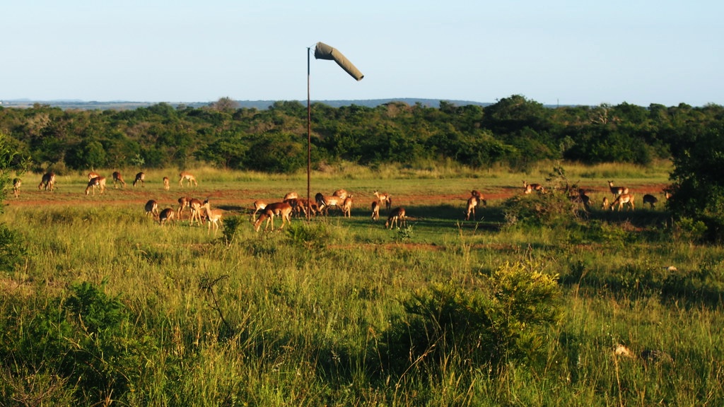 Impalas grazing at Phinda airstrip
