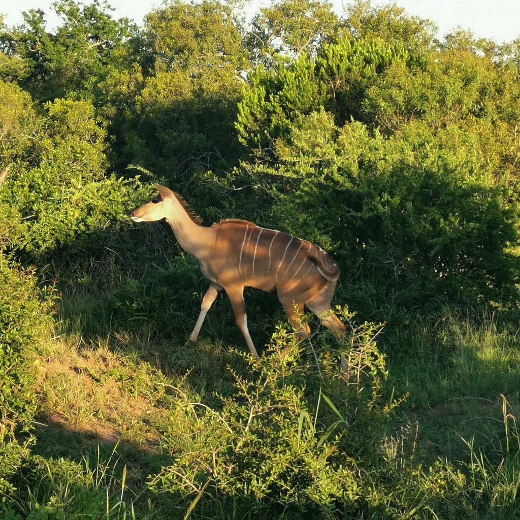 Solo kudu inside Phinda Game Reserve