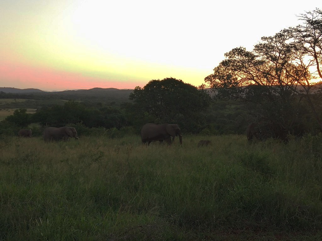 Herd of elephants walking in vegetation