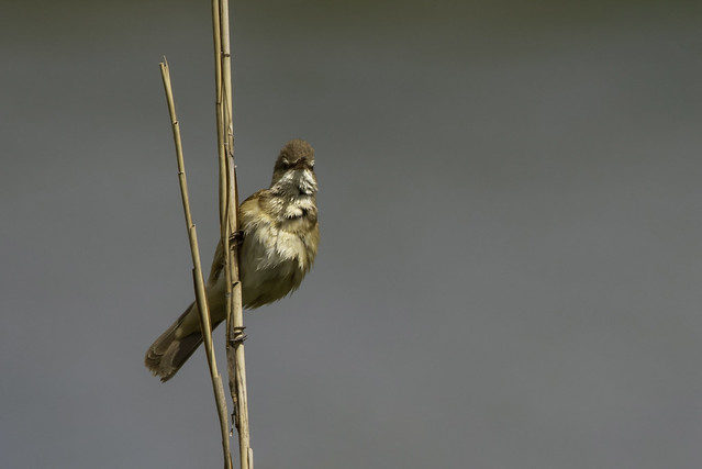 Great reed warbler (nádirigó)