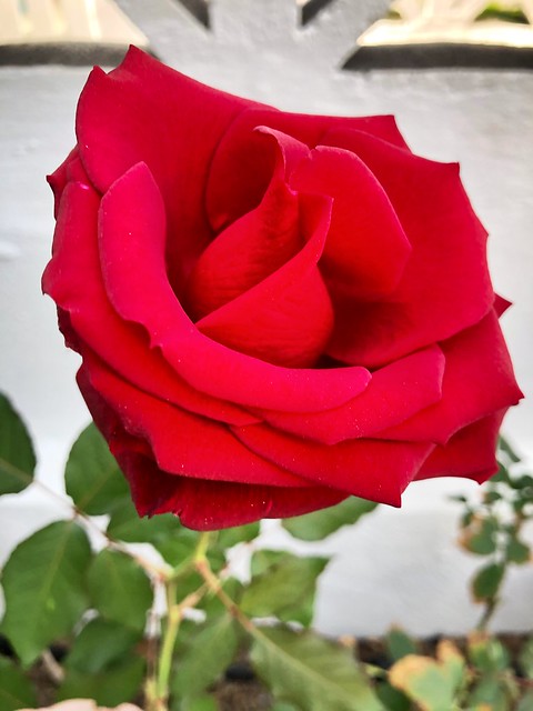 Gran Canaria in the Spring - Red Rose