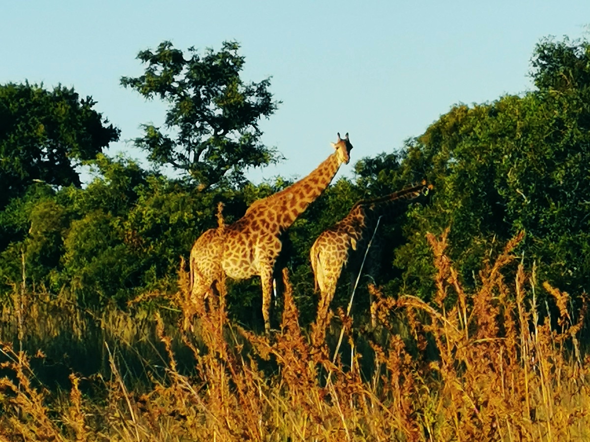 Giraffes inside Phinda Game Reserve