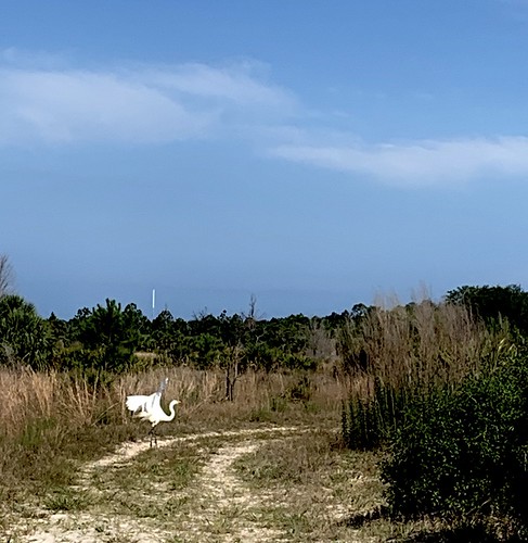 landscape bird egret nature