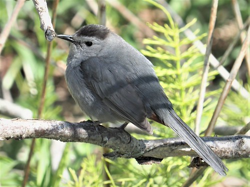 Gray Catbird On The Midslope Trail, Eastern Promenade | by Bill Bunn