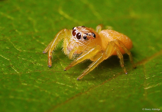 20200403 - 13  A yellow Jumping Spider circa 5mm.