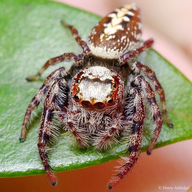 20200413 - 04  Garden Jumping Spider, Opisthoncus parcedentatus, circa 8mm. Saliticidae Araneae. Ku-ring-gai.