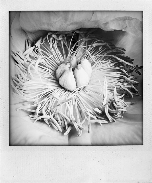 #black and white photography, #flowers, #polaroid #Spring