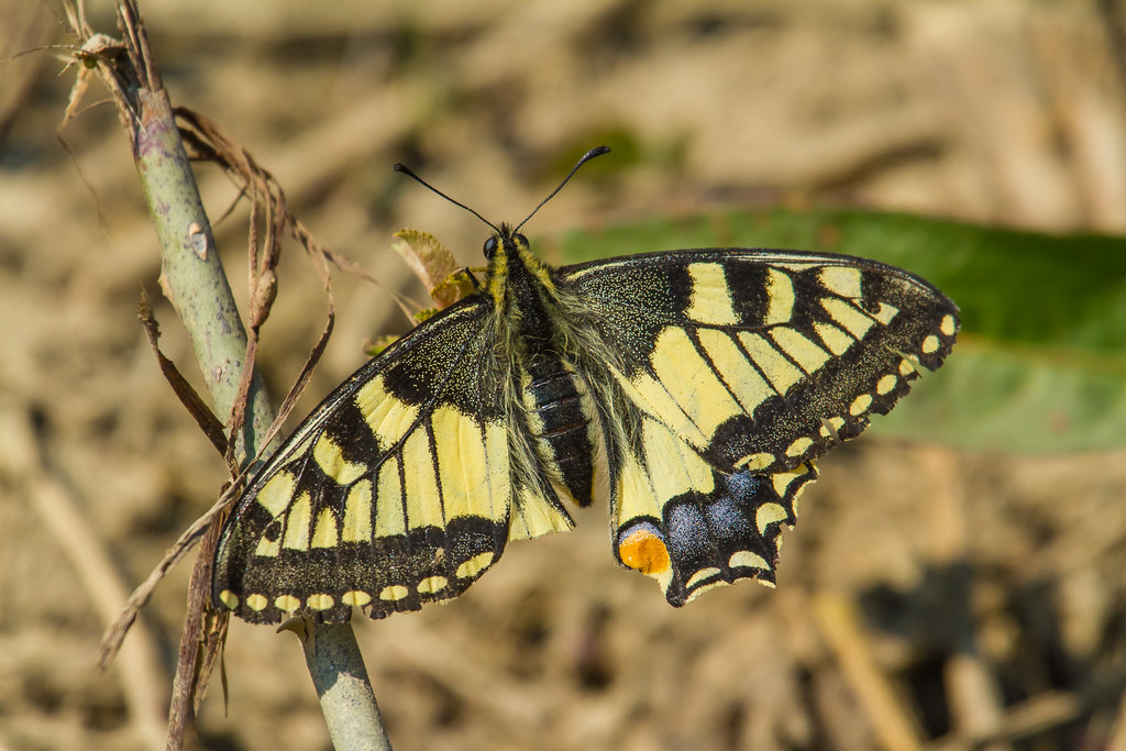 Macaon Butterfly. Farfalla Macaone. (Papilio Machaon).