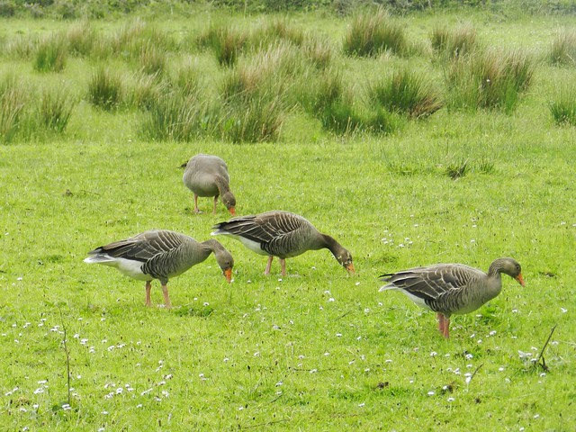 Greylag Geese, Isle of Rum, May 2017