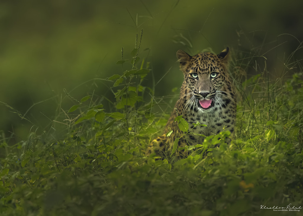 The Indian leopard (Panthera pardus fusca) | The Indian leop… | Flickr