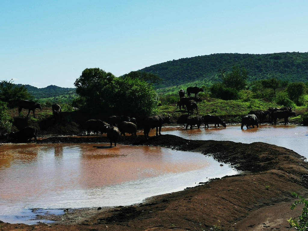 Herd of Cape Buffaloes near lake in Phinda