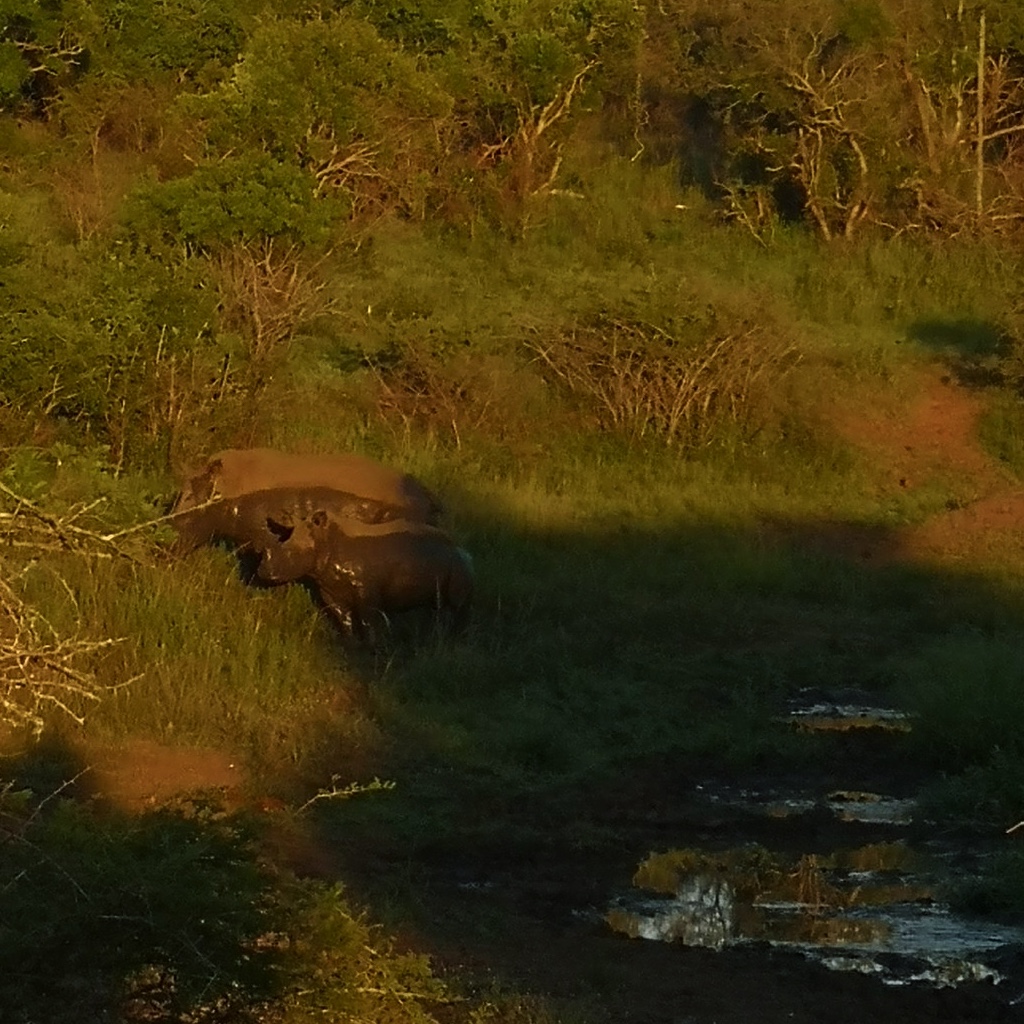 Pair of white rhinoceros spotted early morning in Phinda