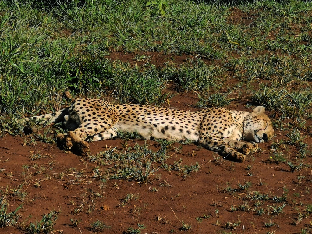Male cheetah sleeping in open patch in Phinda