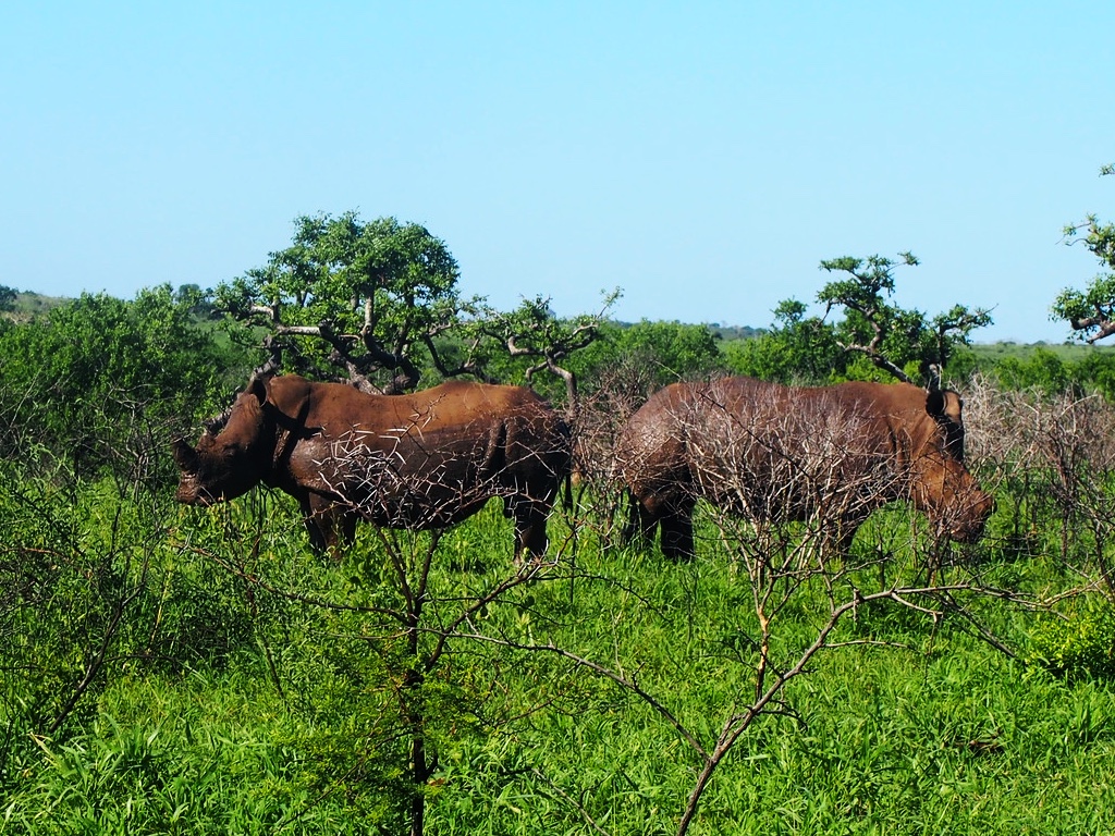 A pair of white rhinoceros in Phinda