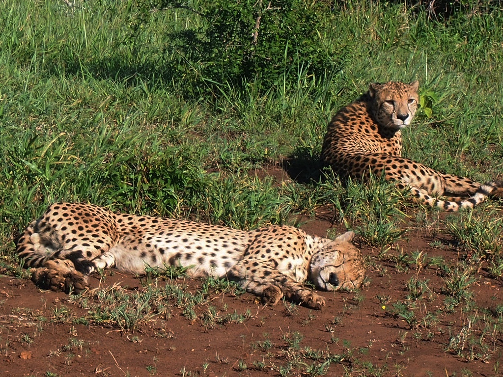 Two Cheetah brothers lying in open patch in in Phinda