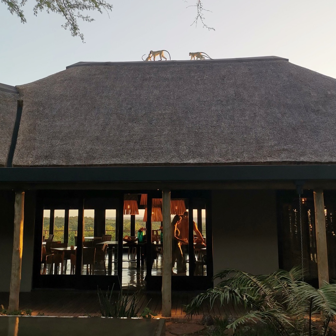 Monkeys on top of roof at andBeyond Phinda Mountain Lodge